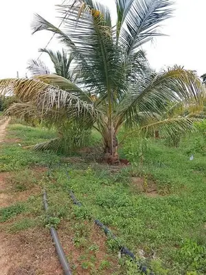 ඉඩමක් විකිණීමට අනුරාධපුර