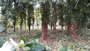 Land for Sale in Muwagama, Ratnapura