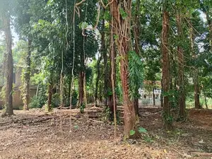 Land for Sale in Muwagama, Ratnapura