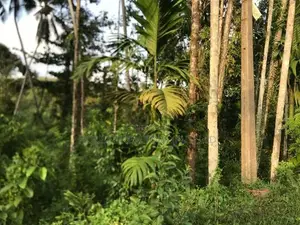 27.1 Perch Main Road Frontage Land For Sale – Ingiriya