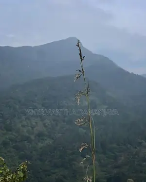 Land For Sale In Knuckles Digana