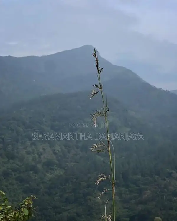 Land For Sale In Knuckles Digana