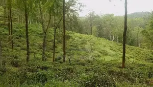 Forest View Land for Sale Delta Tea Estate - පුස්සැල්ලාව