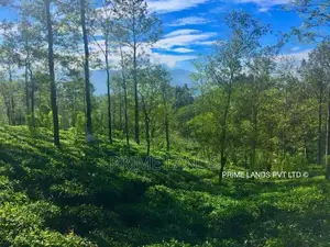 Forest View Land for Sale Delta Tea Estate - පුස්සැල්ලාව