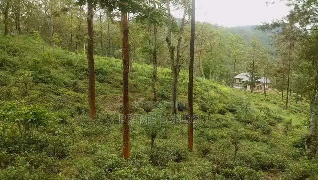 Forest View Land for Sale Delta Tea Estate - පුස්සැල්ලාව