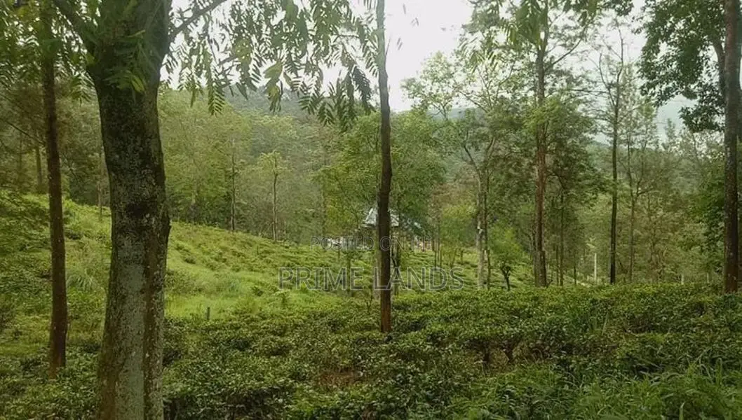 Forest View Land for Sale Delta Tea Estate - පුස්සැල්ලාව