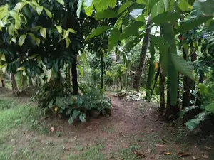 Land for Sale in Kandana