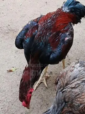 Kukulan