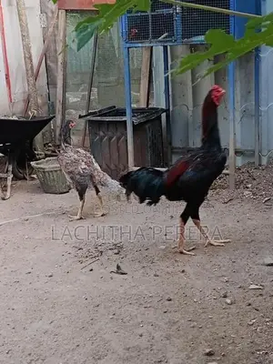 Kukulan