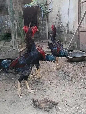 Kukulan