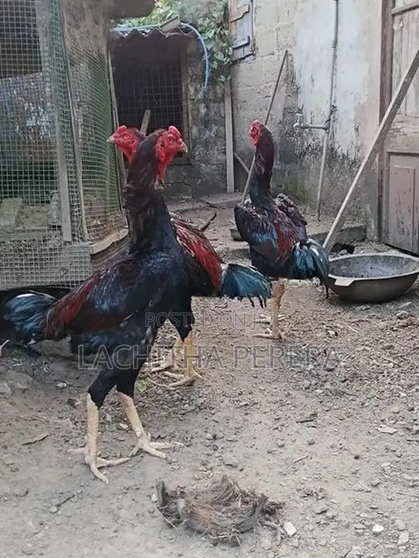 Kukulan