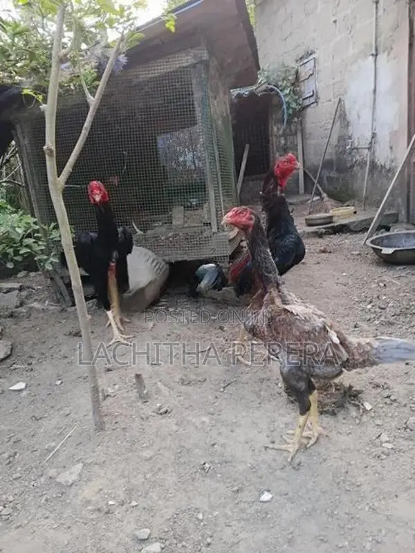 Kukulan