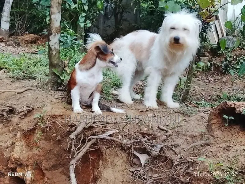 Shih Tzu Cross Puppies