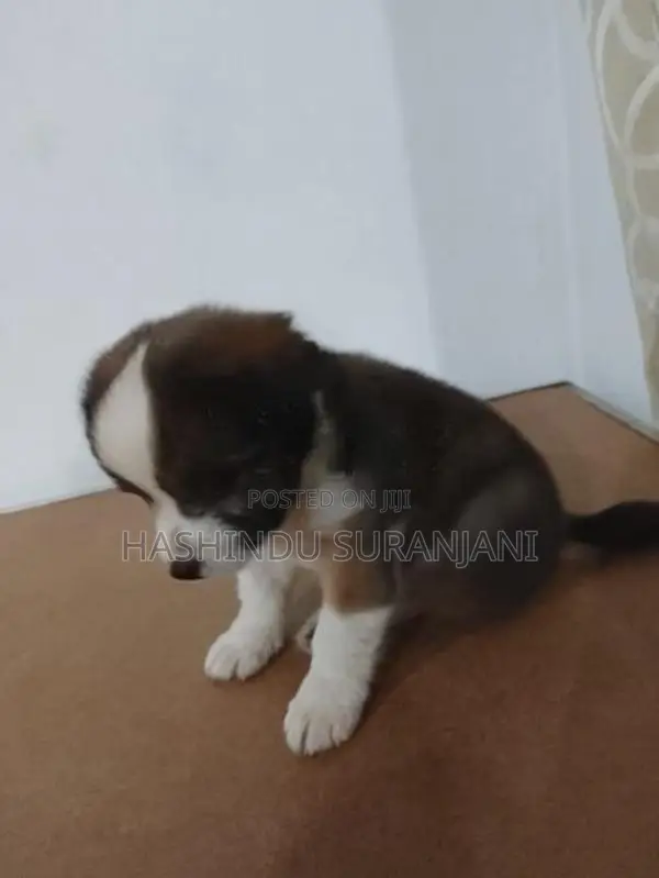 Shih Tzu Cross Puppies