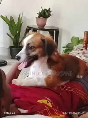 Shih Tzu Cross Puppies