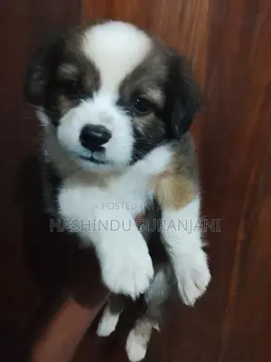 Shih Tzu Cross Puppies