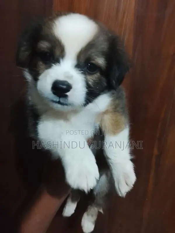 Shih Tzu Cross Puppies