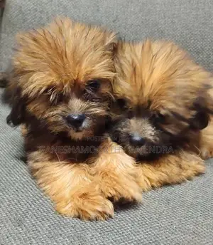 shihTzu Puppy