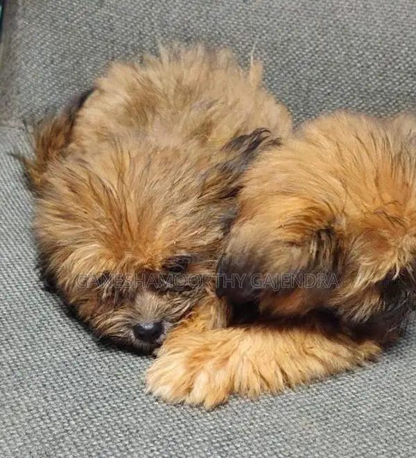 shihTzu Puppy
