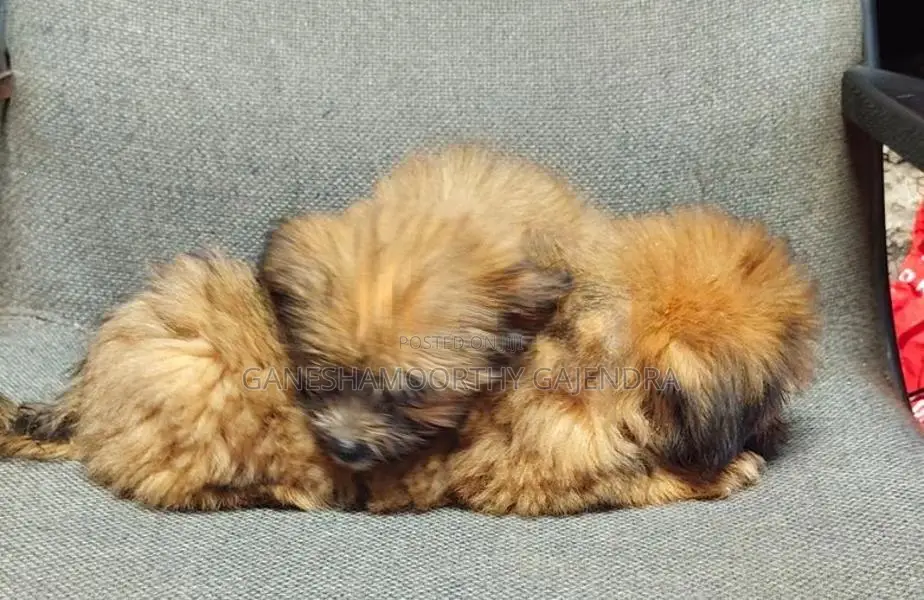shihTzu Puppy