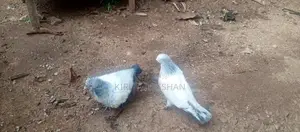 Golden Chick Set
