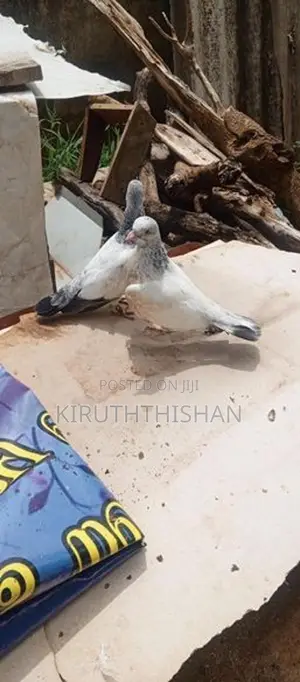 Golden Chick Set