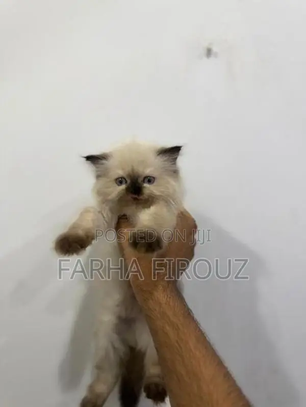 Himalayan Big Bone Breed