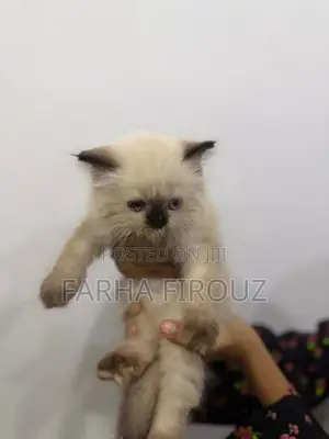 Himalayan Big Bone Breed