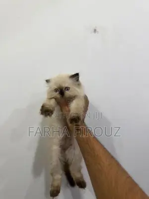 Himalayan Big Bone Breed