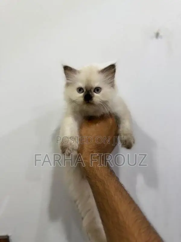 Himalayan Big Bone Breed