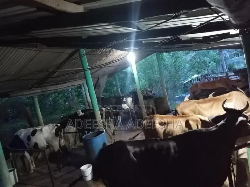 උසස් වර්ගයේ කිරි ගවයන්