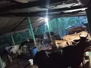 උසස් වර්ගයේ කිරි ගවයන්