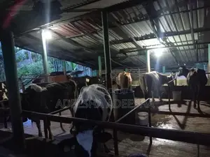 උසස් වර්ගයේ කිරි ගවයන්