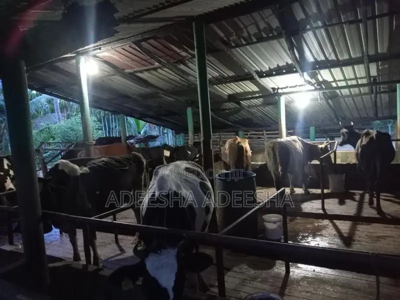 උසස් වර්ගයේ කිරි ගවයන්