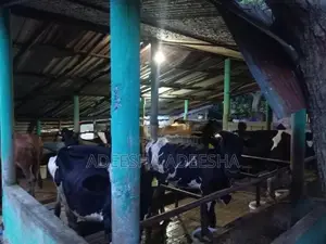 උසස් වර්ගයේ කිරි ගවයන්