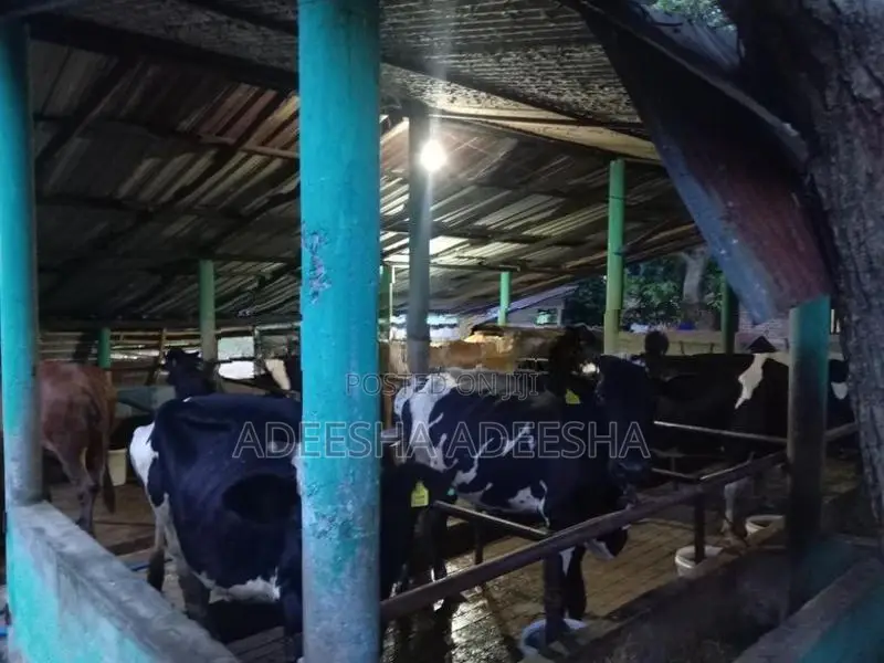 උසස් වර්ගයේ කිරි ගවයන්