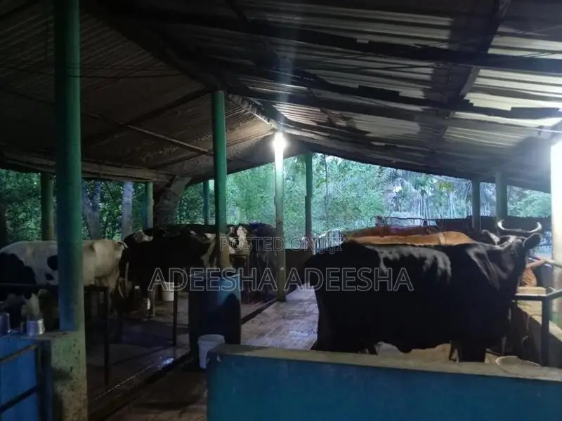 උසස් වර්ගයේ කිරි ගවයන්