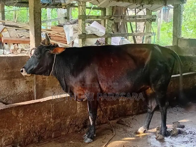 Farm Cows