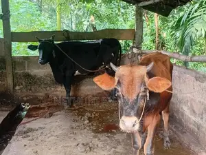 Farm Cows