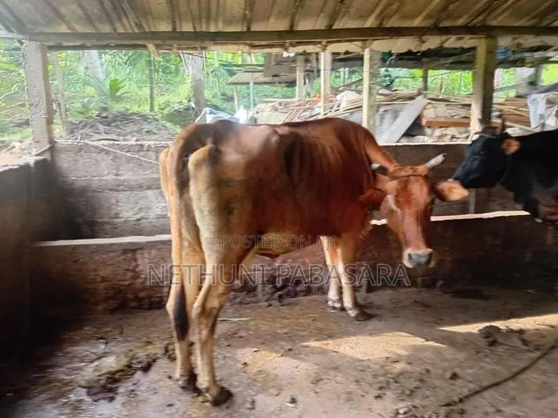 Farm Cows