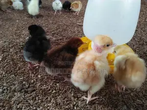 ஊர்க்கோழிக்குஞ்சு