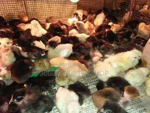 ஊர்க்கோழிக்குஞ்சு