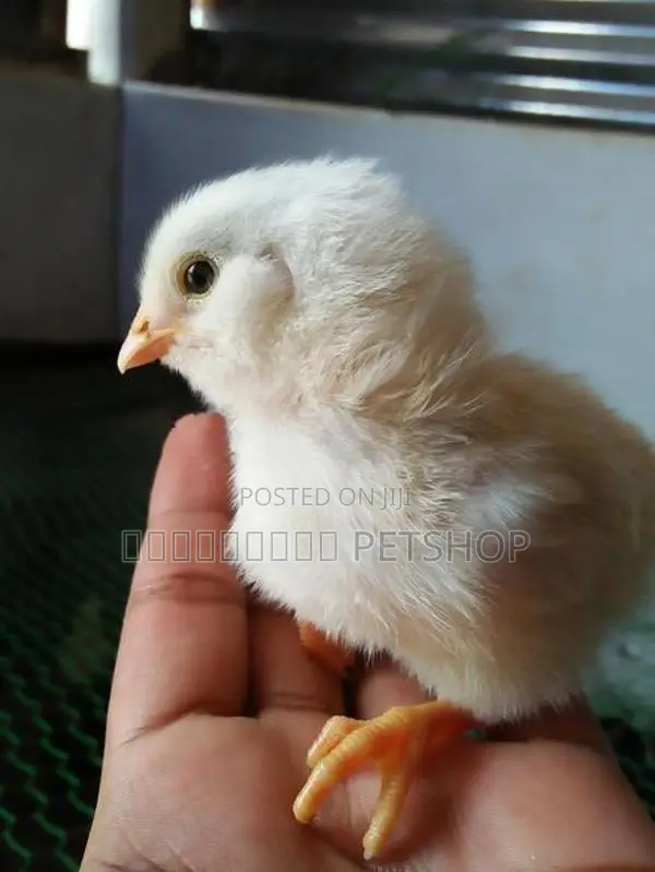 ஊர்க்கோழிக்குஞ்சு