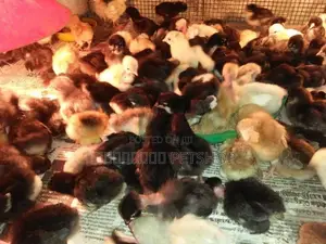 ஊர்க்கோழிக்குஞ்சு