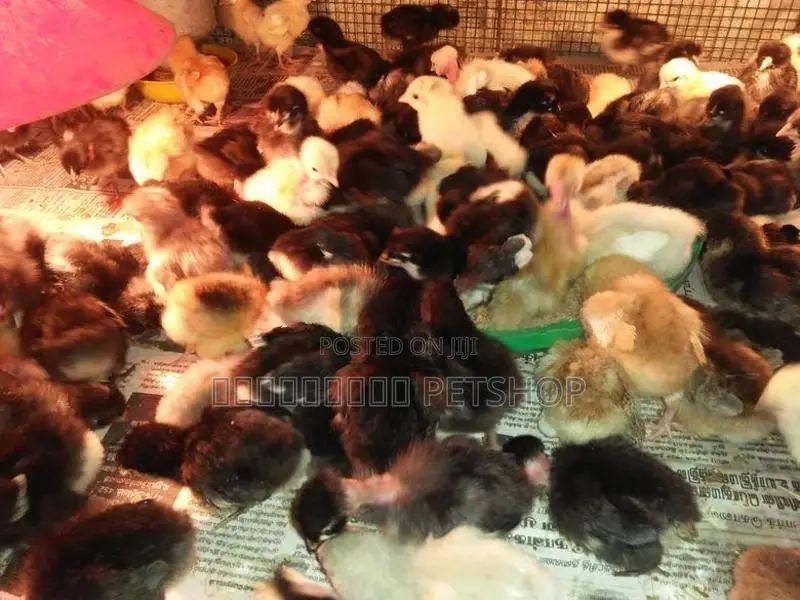 ஊர்க்கோழிக்குஞ்சு