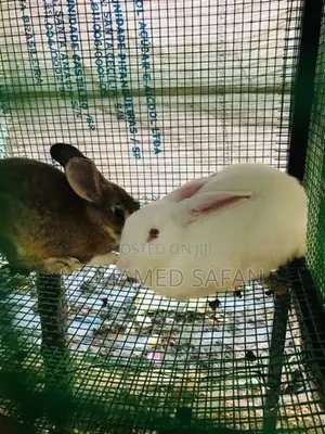 Australian Rabbit