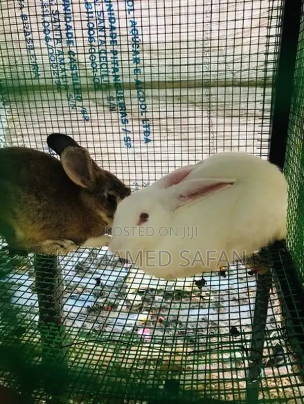Australian Rabbit