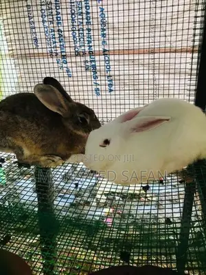 Australian Rabbit