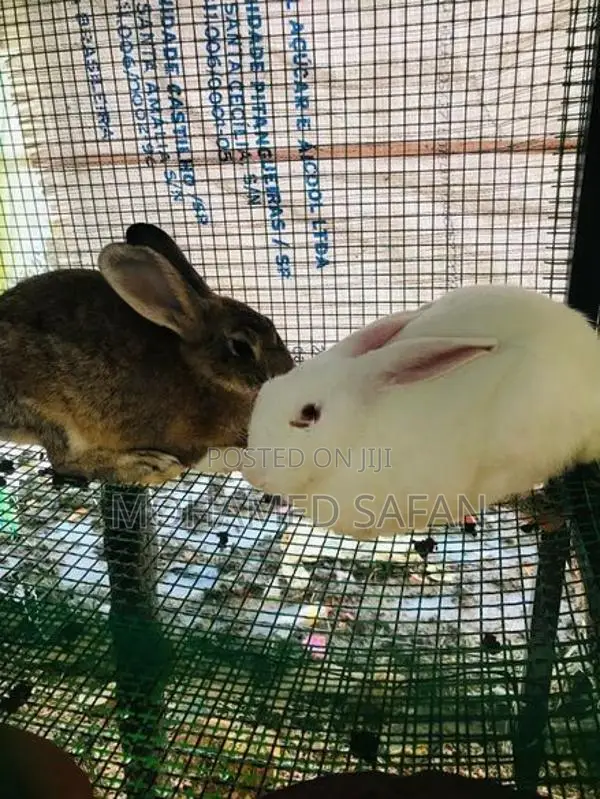Australian Rabbit