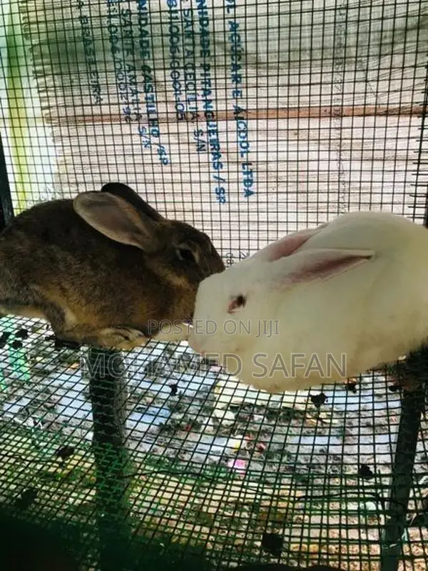 Australian Rabbit